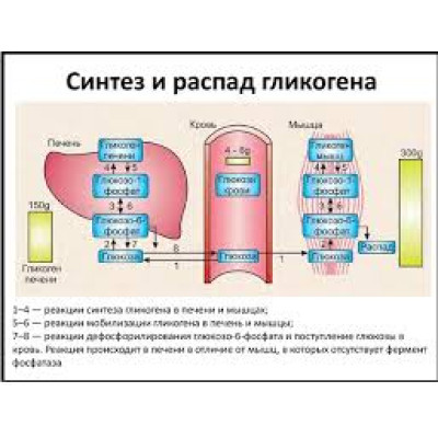 Гликоген в мышцах