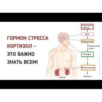 Кортизол. Почему и как бороться